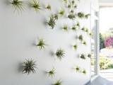 a white wall with lots of air plant attached is an ultra-modenr backdrop idea, and these plants are easy to keep them fresh anytime
