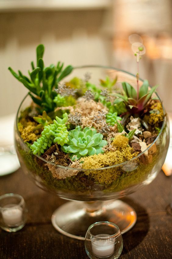 a bowl with moss and succulents is a trendy idea as terrariums are a hot decor idea