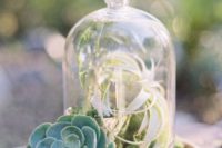 an air plant ina  cloche and some succulents around for a chic and fresh centerpiece