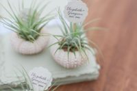 air plants in urchin shells with markers are amazing for a spring beach wedding or for a coastal one
