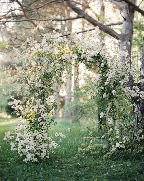 a gorgeous spring wedding arch fully done with white blooming branches just screams spring and blooms
