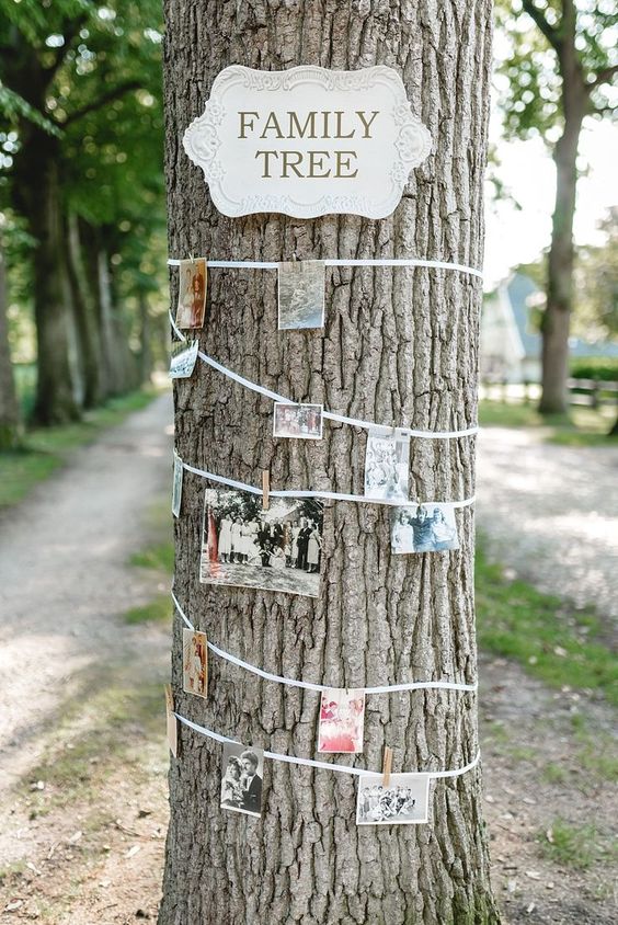 a family tree made of a real tree wrapped with rope and with colorful family pics on it