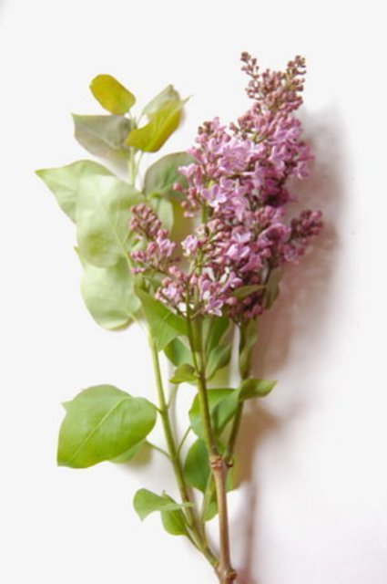 Naturally Beautiful DIY Wild Lilac Bouquet For Brides