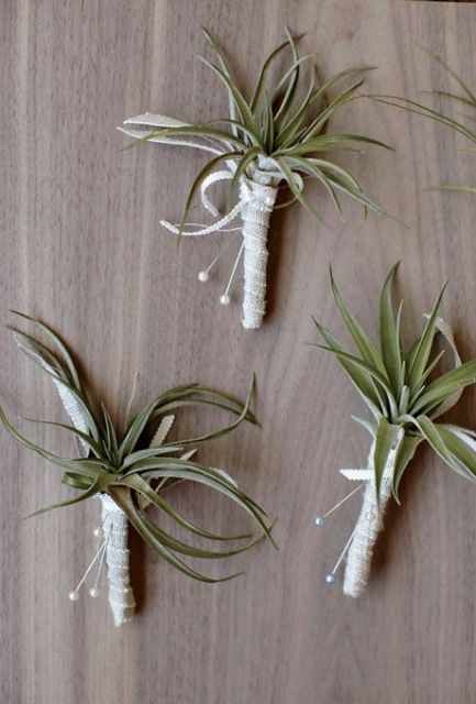 air plant wedding boutonnieres with neutral wraps are amazing for many weddings, especially for coastal ones