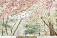 a cherry orchard with blooming trees is a gorgeous idea for a wedding ceremony in spring, just add candles and enjoy the look of the space