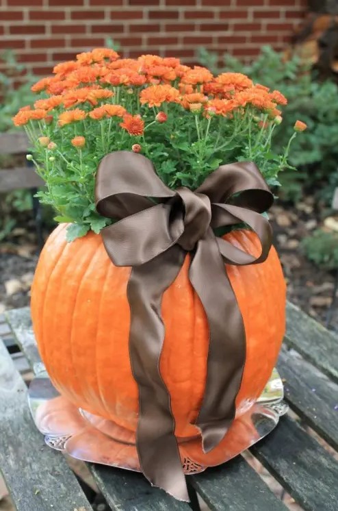 a large pumpkin planter with orange blooms and a brown ribbon bow can be a nice decoration or a centerpiece