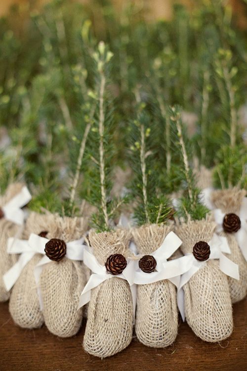 tree saplings wrapped in burlap and tied with twine are eco-friendly wedding favors