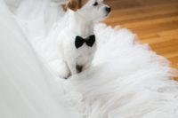 28 little furry friend sitting on the wedding dress