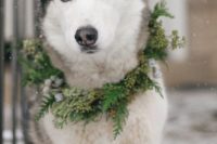 39 husky in an evergreen collar with berries