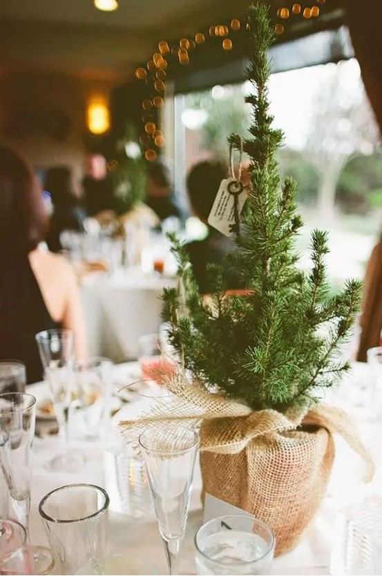 use small pine trees as simple, rustic centerpieces wrapped in heavy burlap