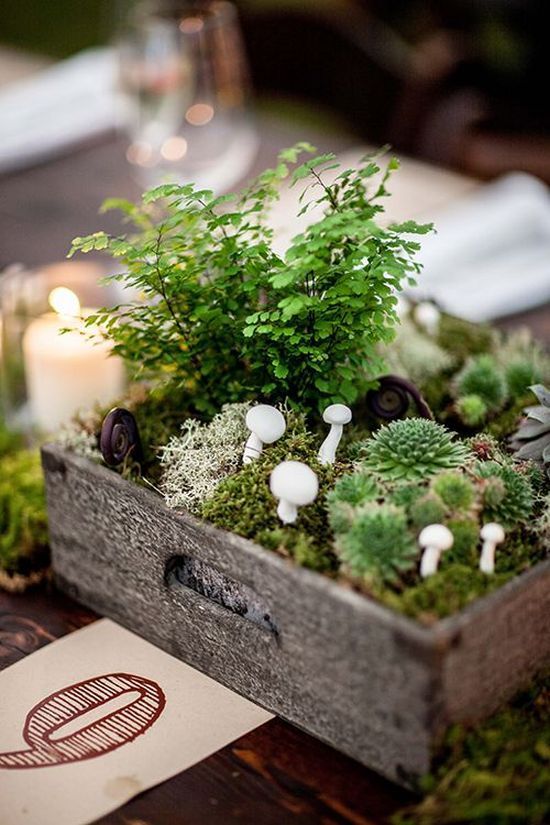 crate with succulents, moss and mushrooms