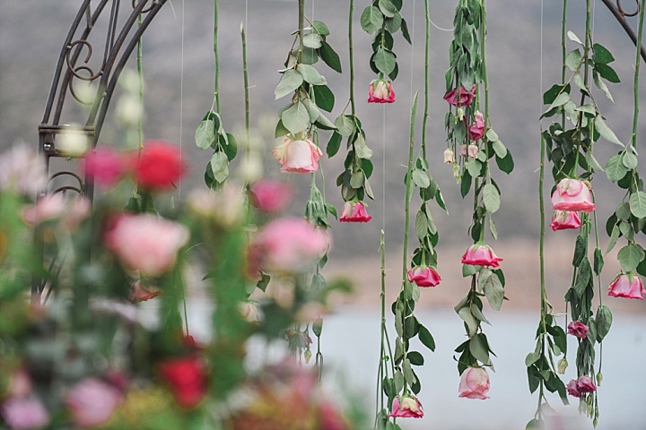 The wedding backdrop was of fresh roses hanging down, very romantic and  chic