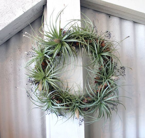 an air plant wreath should be misted with water sometimes
