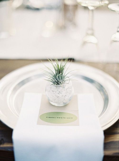 air plants as wedding favors and place card holders