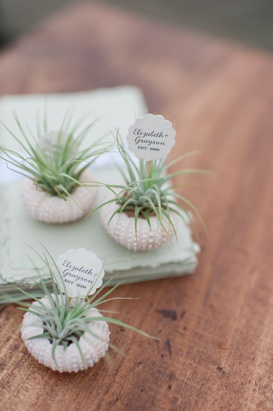 air plants in shells as wedding favors