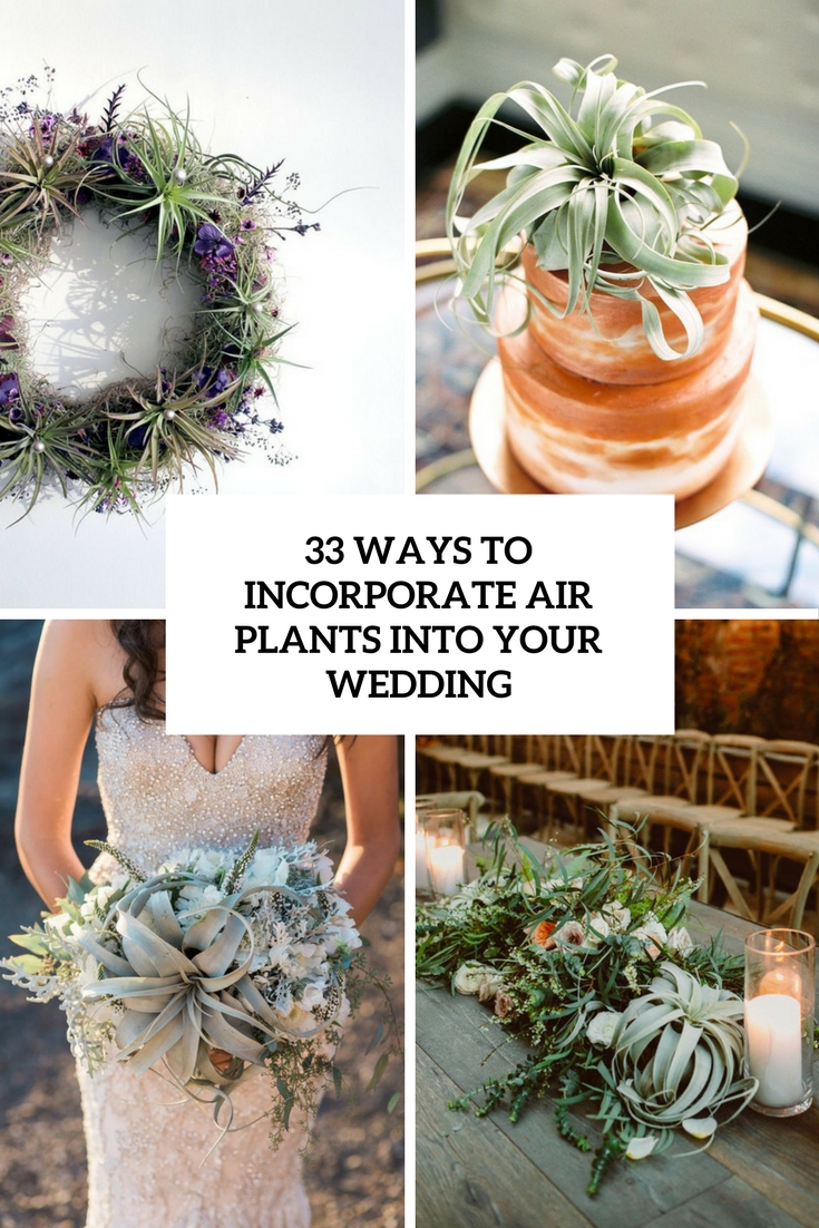 ways to incorporate air plants into your wedding cover