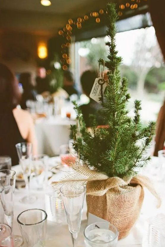 a simple and cute rustic wedding Centerpiece of a baby pine tree planted and wrapped with burlap