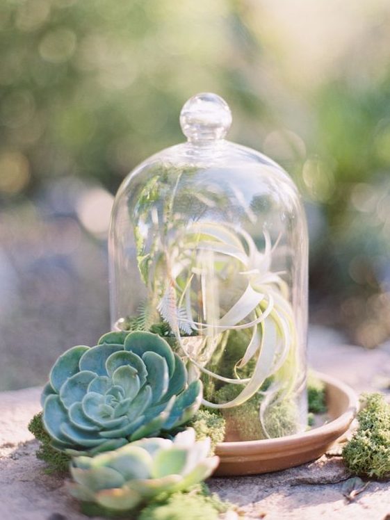 an air plant ina cloche and some succulents around for a chic and fresh centerpiece