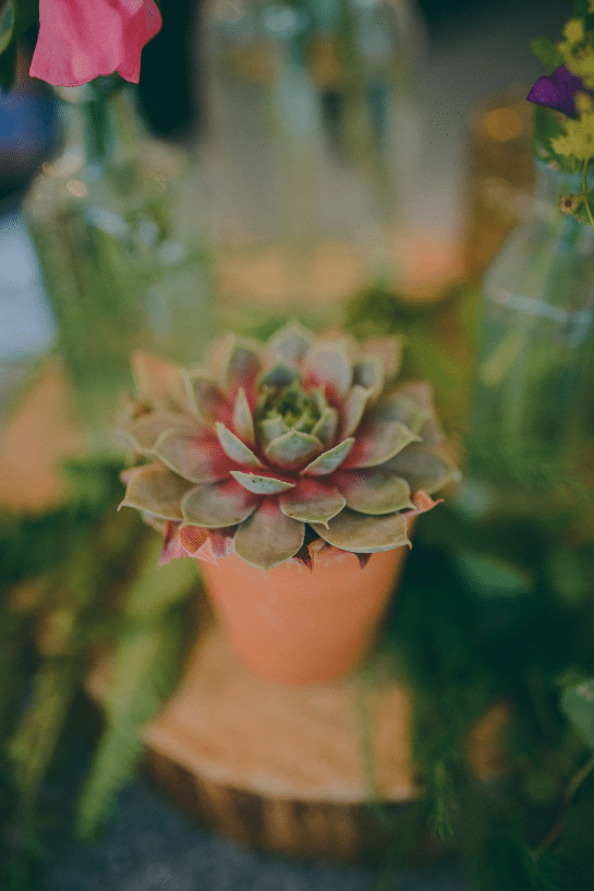 The bride's mom grew succulents as wedding favors and for decor