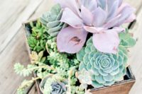 18 a box with different succulents in green and lilac is a very trendy solution to try