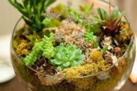 a bowl with moss and succulents is a trendy idea as terrariums are a hot decor idea