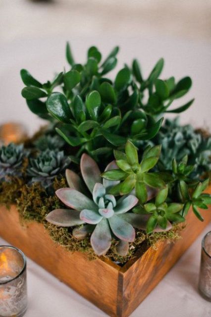 a rustic wedding centerpiece of a stained box with moss and succulents is a cool idea for a modern wedding