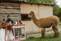 08 Alpacas took an active part in the shoot and had fun with others