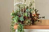 a white cage with succulents is a cool wedding centerpiece without any blooms is a cool idea
