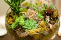 05 a bowl with moss and succulents for a cute look – terrariums are super trendy today