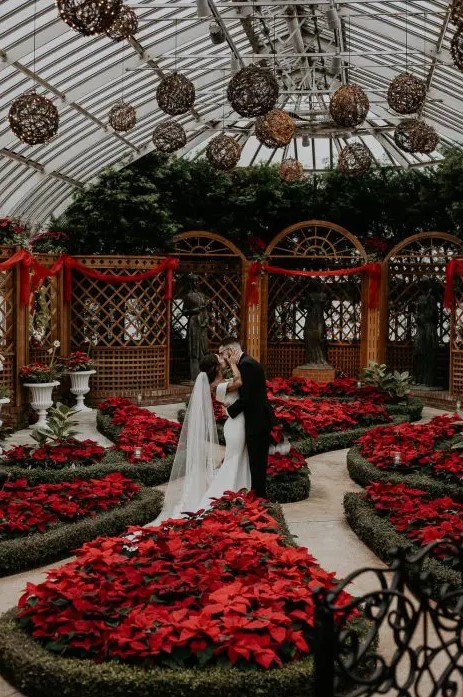 a beautiful Christmas wedding ceremony space in a botanical garden, with lots of red poinsettias blooming