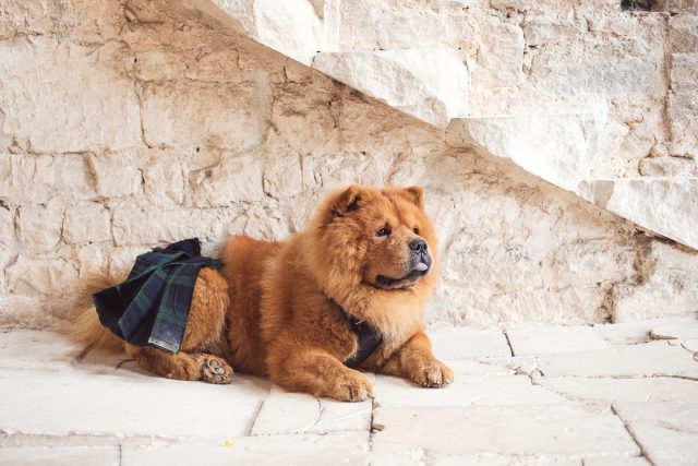 Their dog was wearing a kilt for the ceremony