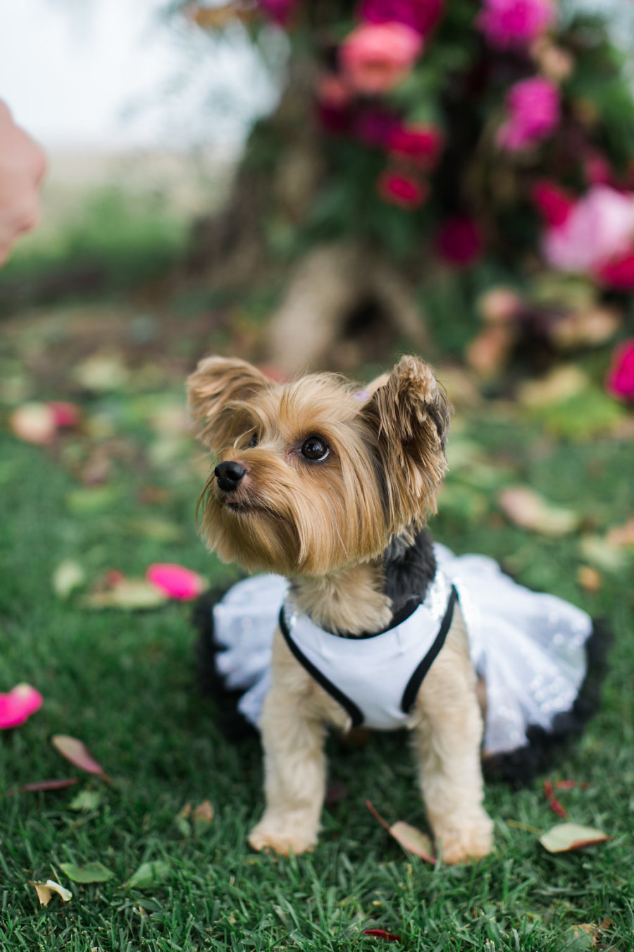 The couple's dog was dressed up in a tutu for a formal look