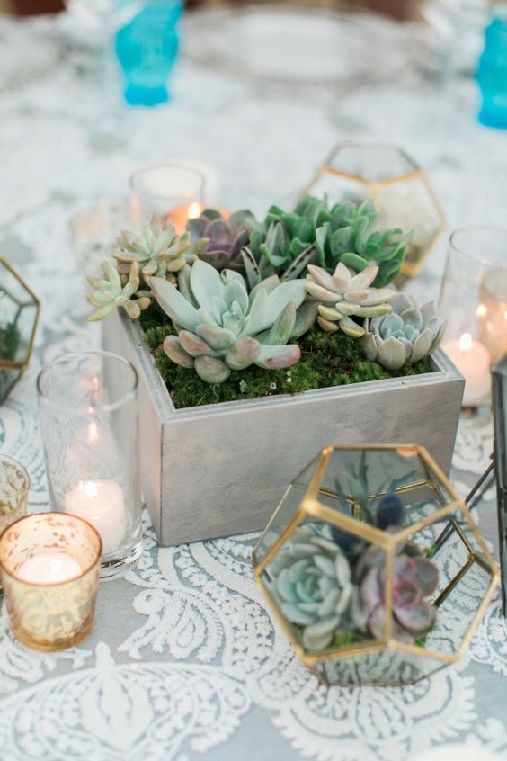 a modern wooden box with moss and various succulents and a geometric terrarium with them