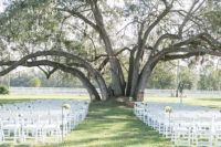 living tree used as a wedding backdrop
