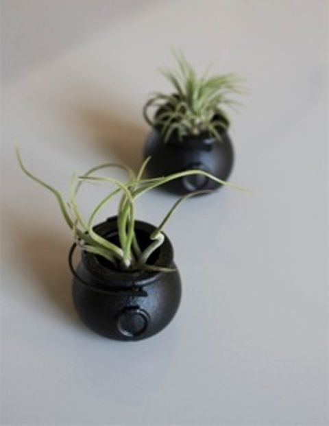 little black cauldron planters with air plants are a creative idea for a Halloween wedding