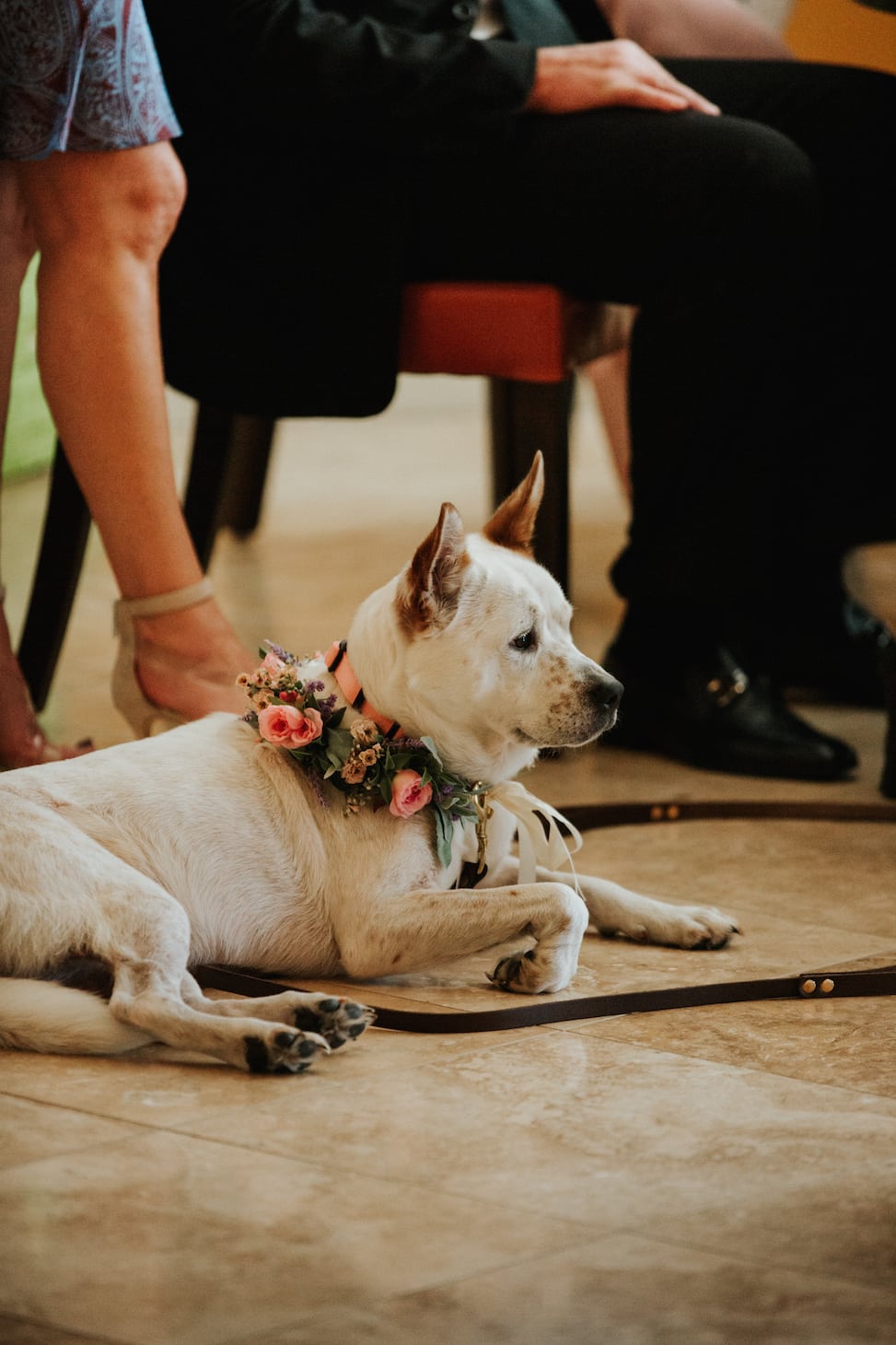 The dogs of the venue owners also took part in the wedding