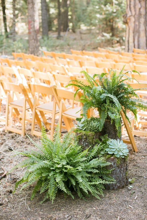 decorate the wedding aisle with lush ferns and large succulents displayed on tree stumps