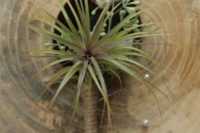 22 an air plant boutonniere with seedd eucalyptus and a twine wrap for a cool feel
