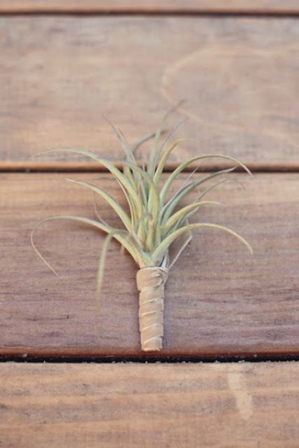 such a simple air plant boutonniere with a ribbon wrap is ideal for a coastal or beach wedding