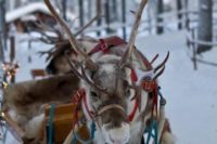 18 a sleigh with a real northern deer is a cool idea for an outdoor Scandinavian wedding shoot
