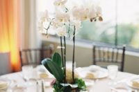 15 some blooming potted orchids will comprise a nice and chic wedding centerpiece