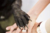 25 incorporate your pet into your wedding pics, let him or her put a paw on your hands with rings for fun