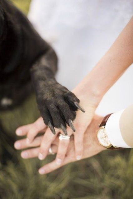 incorporate your pet into your wedding pics, let him or her put a paw on your hands with rings for fun