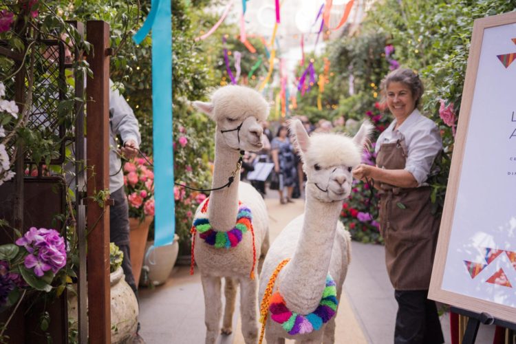 Alpacas were guests of the wedding, so fun and so cute