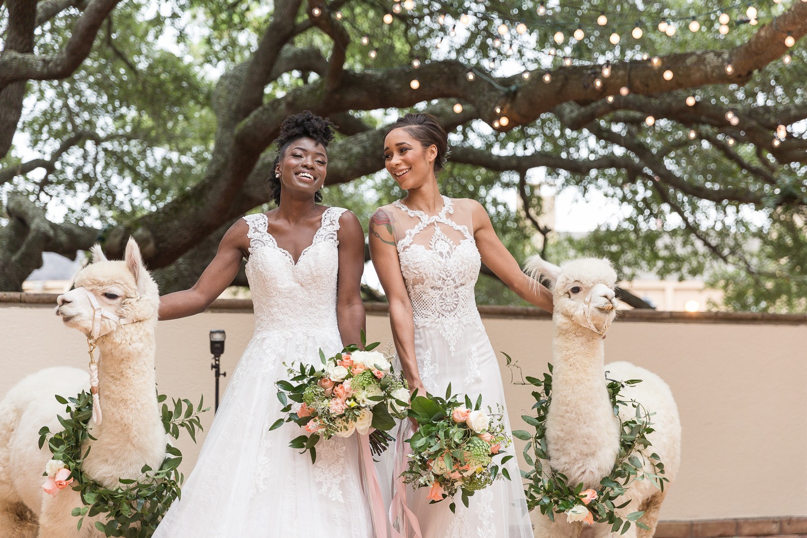 Look at these two amazing brides and two white alpacas with floral collars   aren't they gorgeous