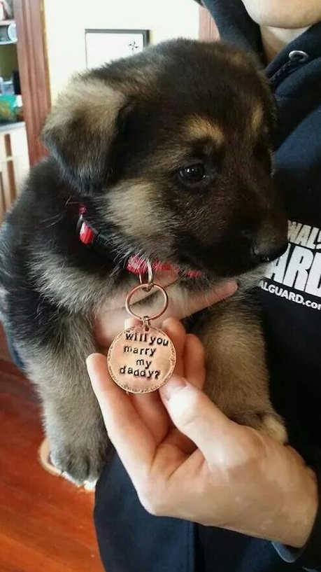 pop the question with your little pet, such a proposal can't be rejected, it's too cute