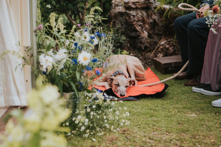 The couple's dog took part in the wedding