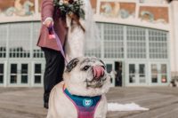 11 The couple’s dog took part in the wedding, he was dressed in a funny colorful piece
