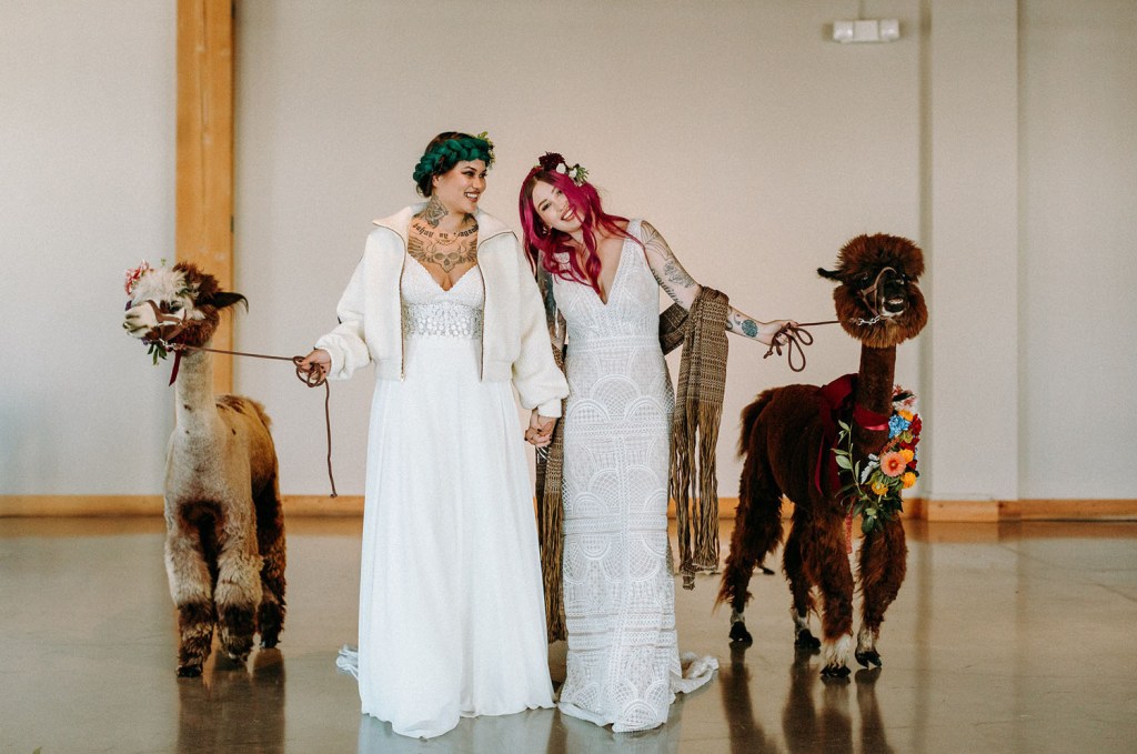 Alpacas participated in the wedding as symbols of happiness
