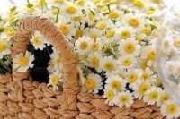 a basket with daisies is a very simple and super cute wedding centerpiece that you may arrange yourself for a summer wedding